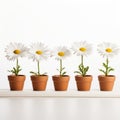 Daisies In Pots: A Captivating Everyday Life Depiction Royalty Free Stock Photo