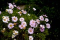 Daisies pots in the garden Royalty Free Stock Photo