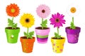 Daisies In Pots With Pictures Royalty Free Stock Photo