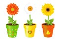 Daisies In Pots With Pictures Royalty Free Stock Photo