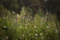 Daisies in the rain in a summer field Royalty Free Stock Photo