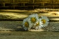 Daisies on a rustic board in the sunshine