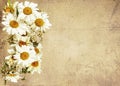 Daisies on sackcloth background