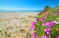 Daisies by the sea in Le Bombarde beach Royalty Free Stock Photo