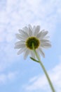 Daisy`s low-angle view on a blue summer sky with some white clouds Royalty Free Stock Photo