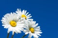 Daisies on the sky background Royalty Free Stock Photo