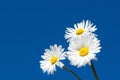 Daisies on the sky background Royalty Free Stock Photo