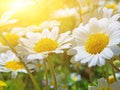 Daisies sky sun flowers close up spring background Royalty Free Stock Photo