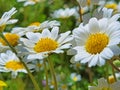 Daisies sky sun flowers close up spring background Royalty Free Stock Photo