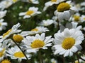 Daisies sky sun flowers close up spring background Royalty Free Stock Photo