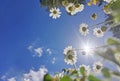 Daisies sky sun flowers close up spring background Royalty Free Stock Photo
