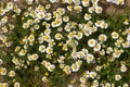 daisies, small white flowers with a yellow center, commonly called the German daisy. One of the popular colors Royalty Free Stock Photo