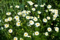 daisies, small white flowers with a yellow center Royalty Free Stock Photo