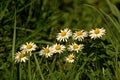 Daisies