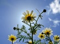 Daisies and splendid blue sky