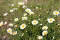 Daisies on spring meadow