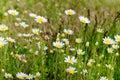 Daisies in the summer green meadow. Oxeye daisy, Leucanthemum vulgare. Chamomile flowers with white petals. Medicinal herb