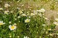 Daisies in the summer romantic meadow. Oxeye daisy, Leucanthemum vulgare. Chamomile flowers with white petals. Lot of medicinal Royalty Free Stock Photo