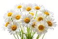Daisies in Summer on White Background Royalty Free Stock Photo