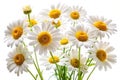 Daisies in Summer on White Background Royalty Free Stock Photo