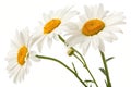 Daisies in Summer on White Background Royalty Free Stock Photo