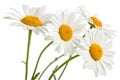 Daisies in Summer on White Background Royalty Free Stock Photo