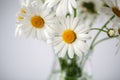 Daisies summer white flower on white background Royalty Free Stock Photo