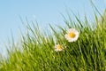 Daisies in the sun