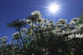 Daisies with sun