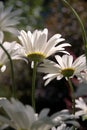 Daisies in sunlight from underneath Royalty Free Stock Photo