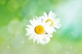 Daisies in Sunny green background with ÃÂ° little spider on the petal. Macro.The light airy image. Bokeh effect. Royalty Free Stock Photo