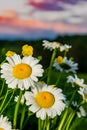 Daisies at Sunset Royalty Free Stock Photo