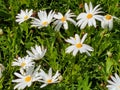 Daisies in the sunshine