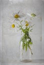 The Daisies in a transparent bottle on white paper background Royalty Free Stock Photo