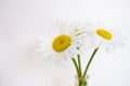 Daisies in vase on a old wooden table Royalty Free Stock Photo