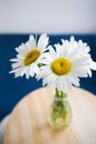 Daisies in vase on a old wooden table Royalty Free Stock Photo