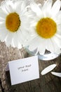 Daisies in vase and paper card Royalty Free Stock Photo
