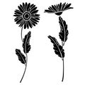 4077 daisies, Vector illustration, image of daisies flowers, drawing in black, template, stencil, isolate on a white background Royalty Free Stock Photo