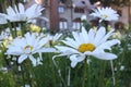 Daisies at Vikingsholm Royalty Free Stock Photo