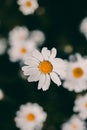 Daisies vintage background. Closeup of daisy flower in vintage style. Somber daisy flowers. Vintage flower texture and background Royalty Free Stock Photo