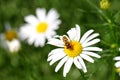 Daisies Royalty Free Stock Photo