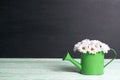 Daisies in a watering can on a black background Royalty Free Stock Photo