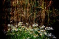 Daisies in a Wheat Field Royalty Free Stock Photo