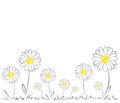 Daisies on white background