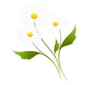 Daisies white. Royalty Free Stock Photo