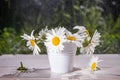 Daisies in white decorative bucket on wooden surface against background of greenery. Royalty Free Stock Photo