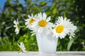 Daisies in white decorative bucket on wooden surface against background of greenery. Royalty Free Stock Photo