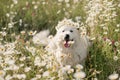 Daisies white dog Maremma Sheepdog in a wreath of daisies sits on a green lawn with wild flowers daisies, walks a pet