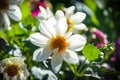 the Daisies white flower in the garden outdoor daylight with nat Royalty Free Stock Photo