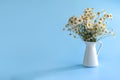 Daisies in a white vase on a blue background. Pharmacy chamomile. Royalty Free Stock Photo